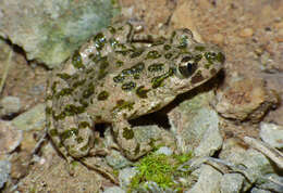 Image of Parsley Frog