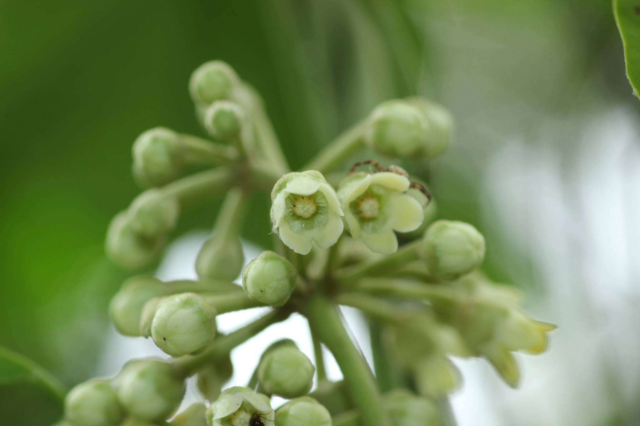 Image of Marsdenia tomentosa Morren & Decne.