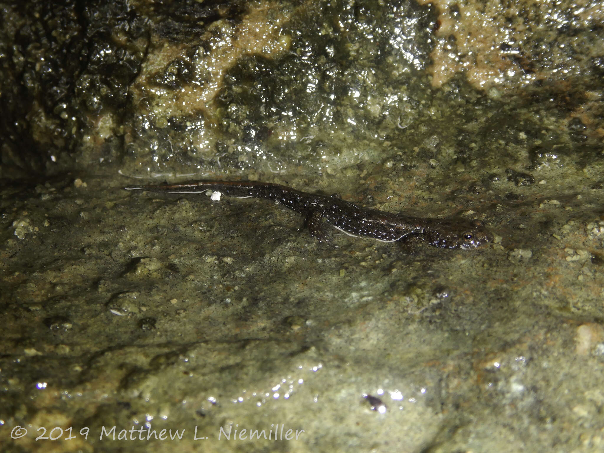 Image of Cumberland Dusky Salamander