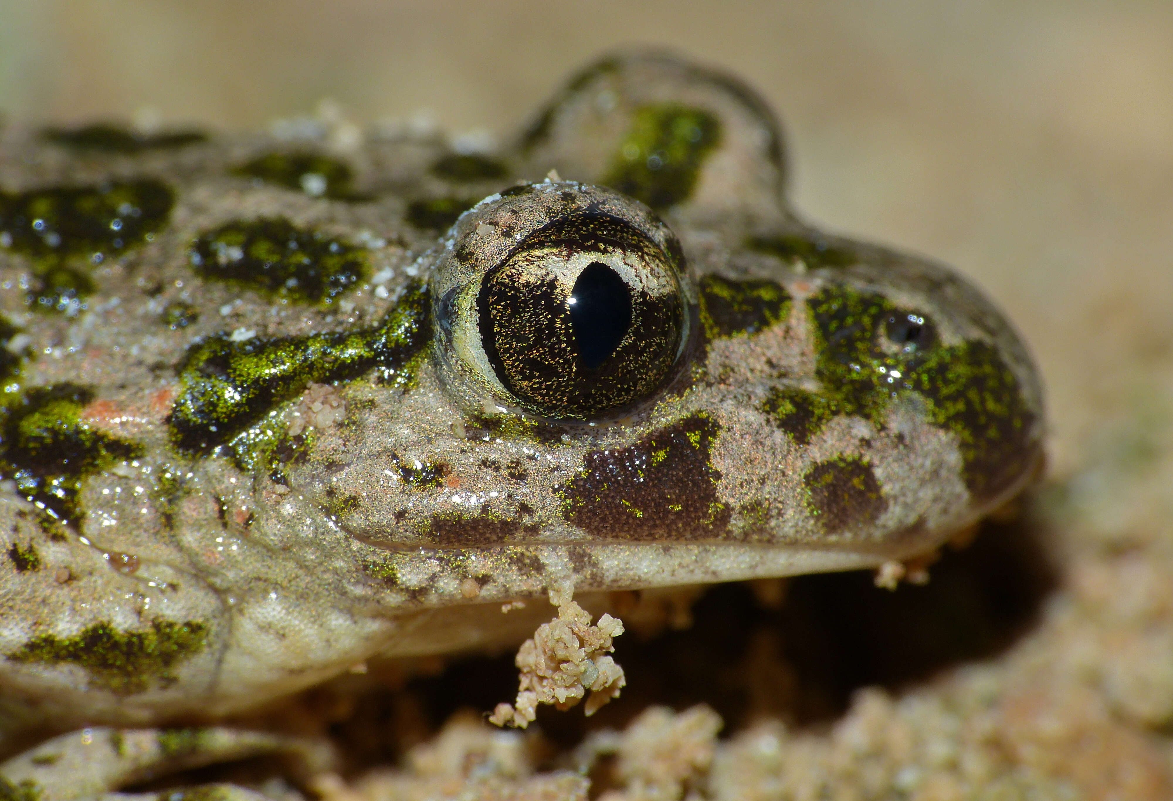 Image of Parsley Frog