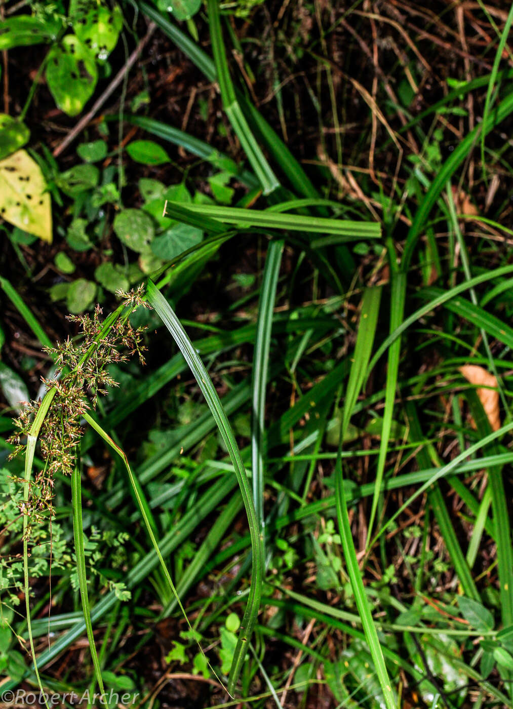 Image of Carex spicatopaniculata Boeckeler ex C. B. Clarke