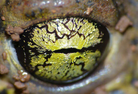 Image of Natterjack toad