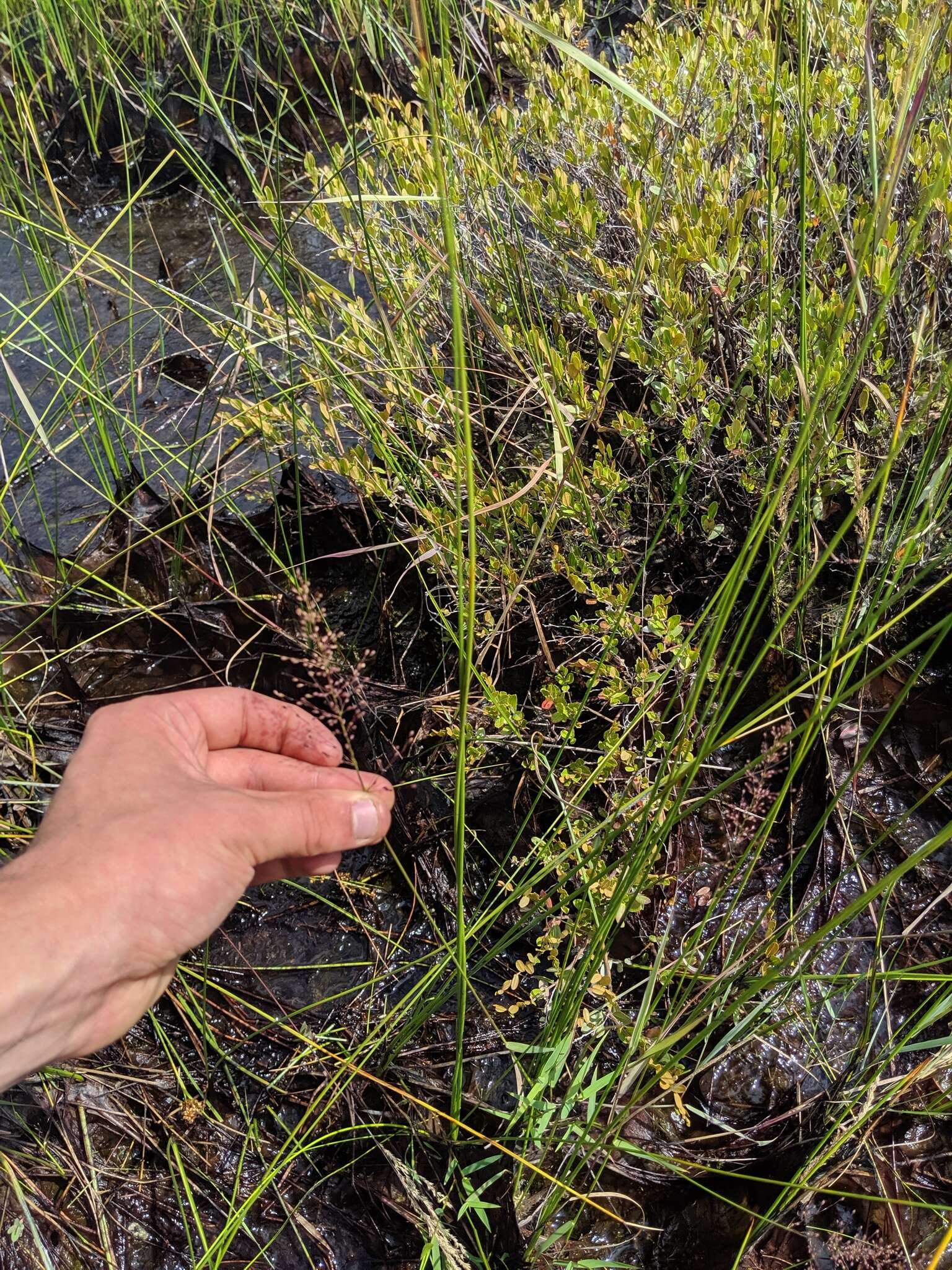 Panicum acuminatum var. densiflorum (E. L. Rand & Redfield) Lelong的圖片