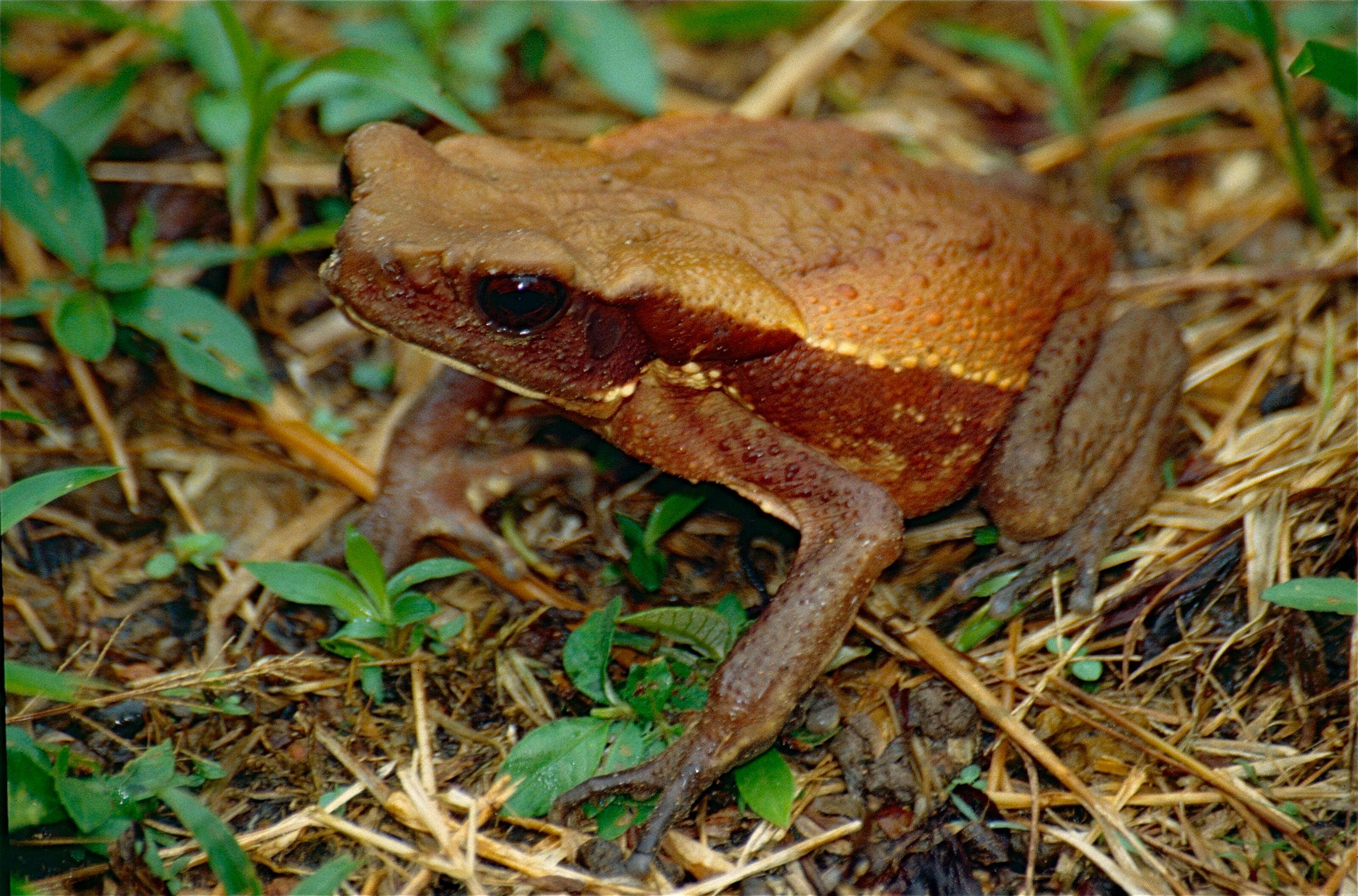 Image de Rhaebo guttatus (Schneider 1799)