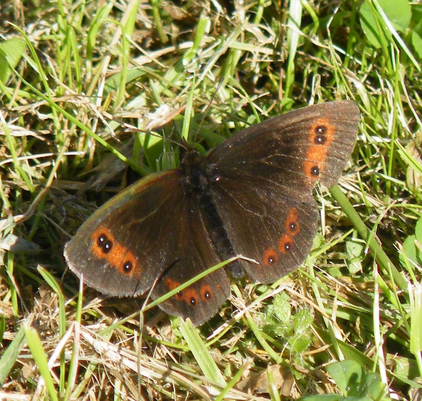 Image of scotch argus