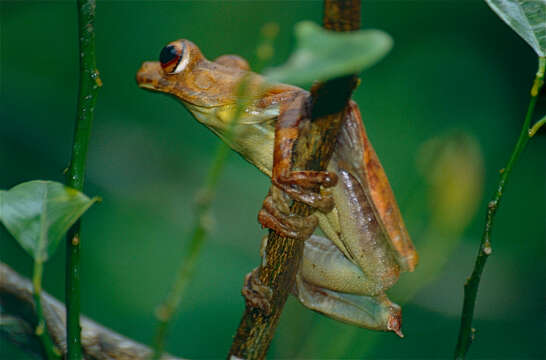 Image of Rusty Treefrog