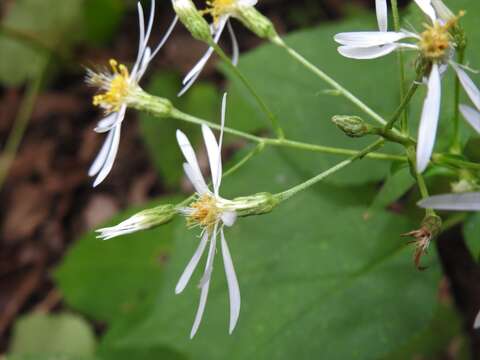 Image of Schreber's aster