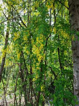 Image of Common Laburnum