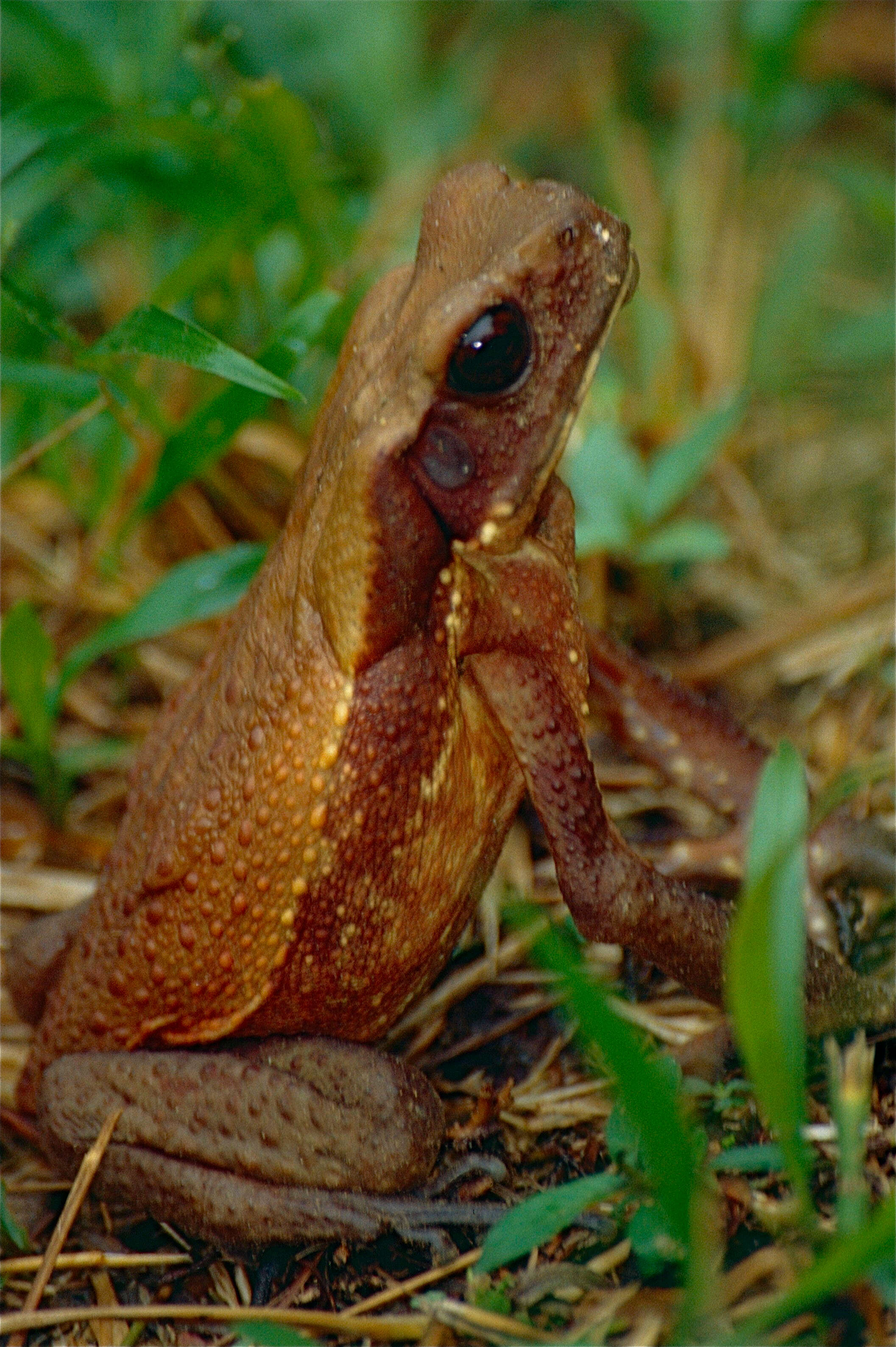 Image de Rhaebo guttatus (Schneider 1799)