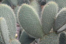 Image of Arborescent Pricklypear