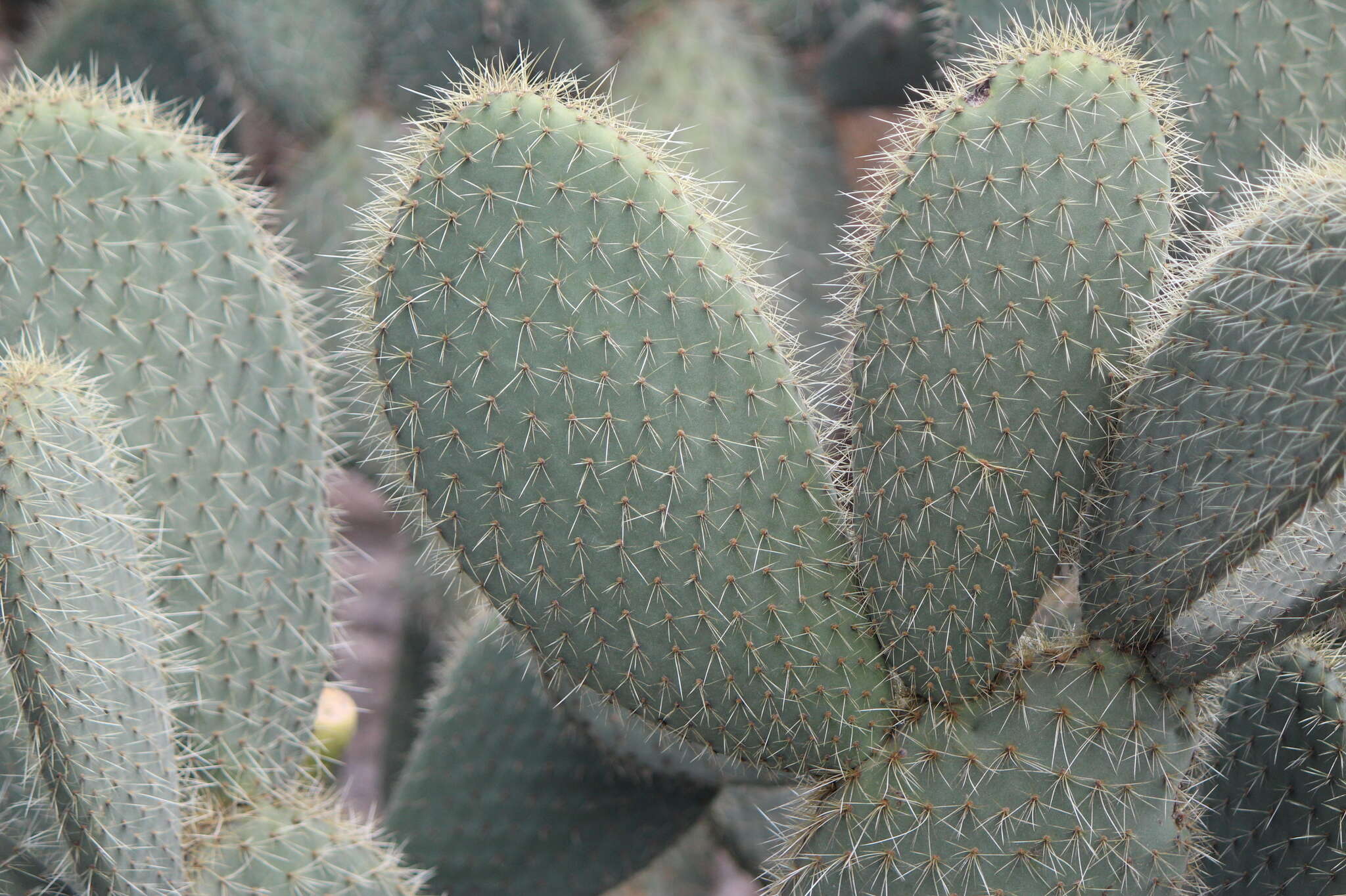 Plancia ëd Opuntia leucotricha DC.