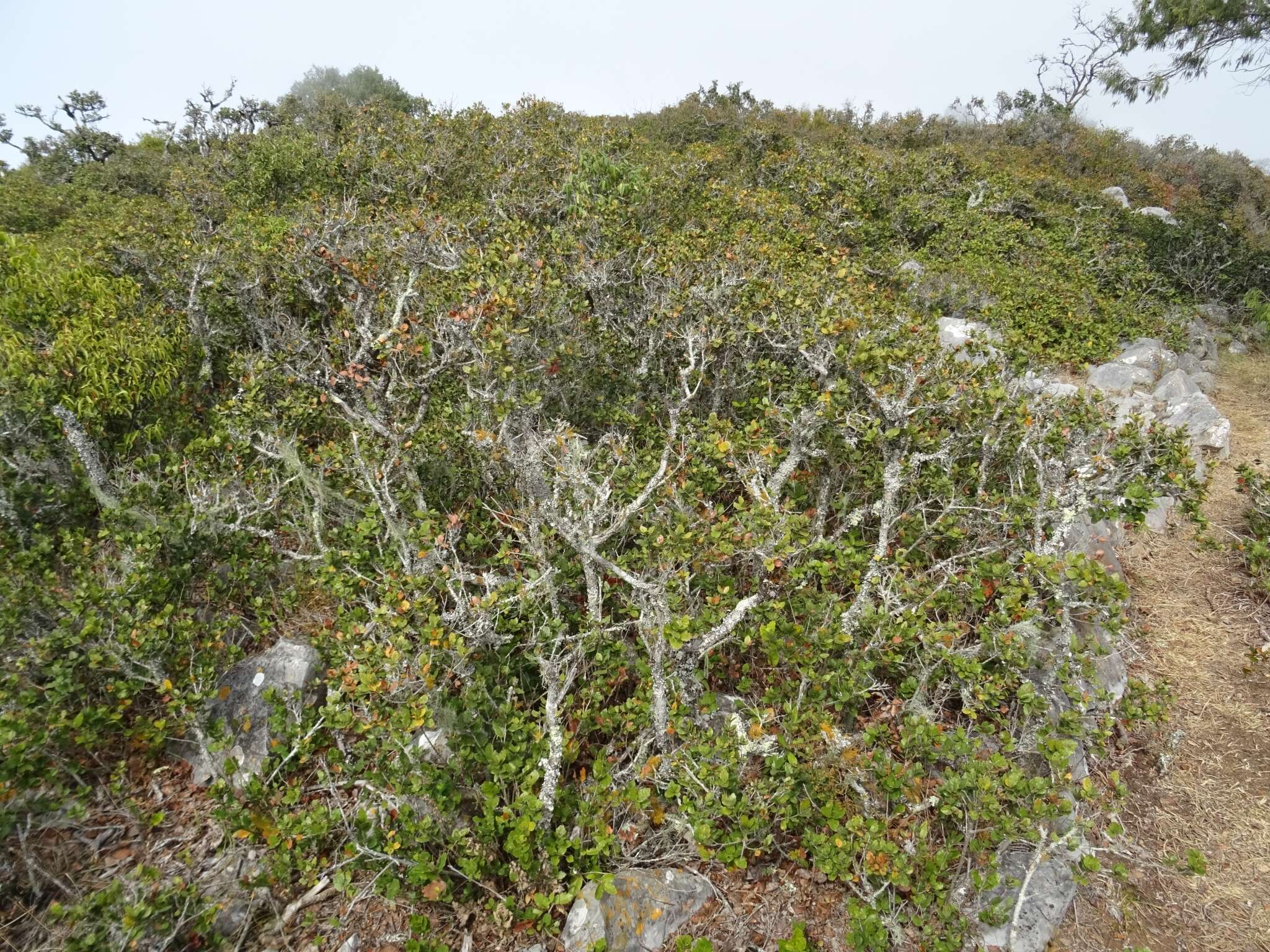 Слика од Quercus sebifera Trel.