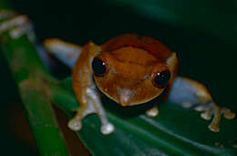 Image of Madagascar Bright-eyed Frog