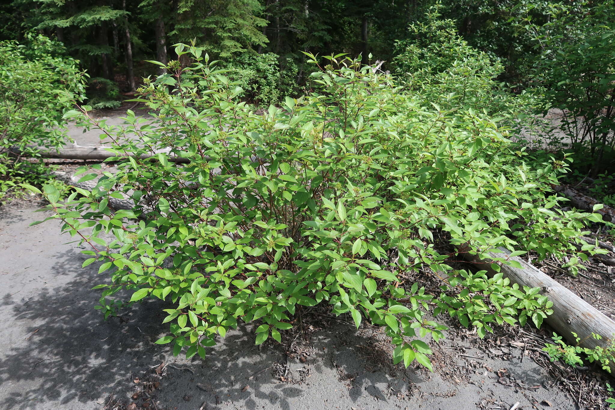 Cornus sericea subsp. sericea resmi