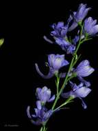 Image of Delphinium halteratum subsp. verdunense (Balbis) Graebner & Graebner fil.