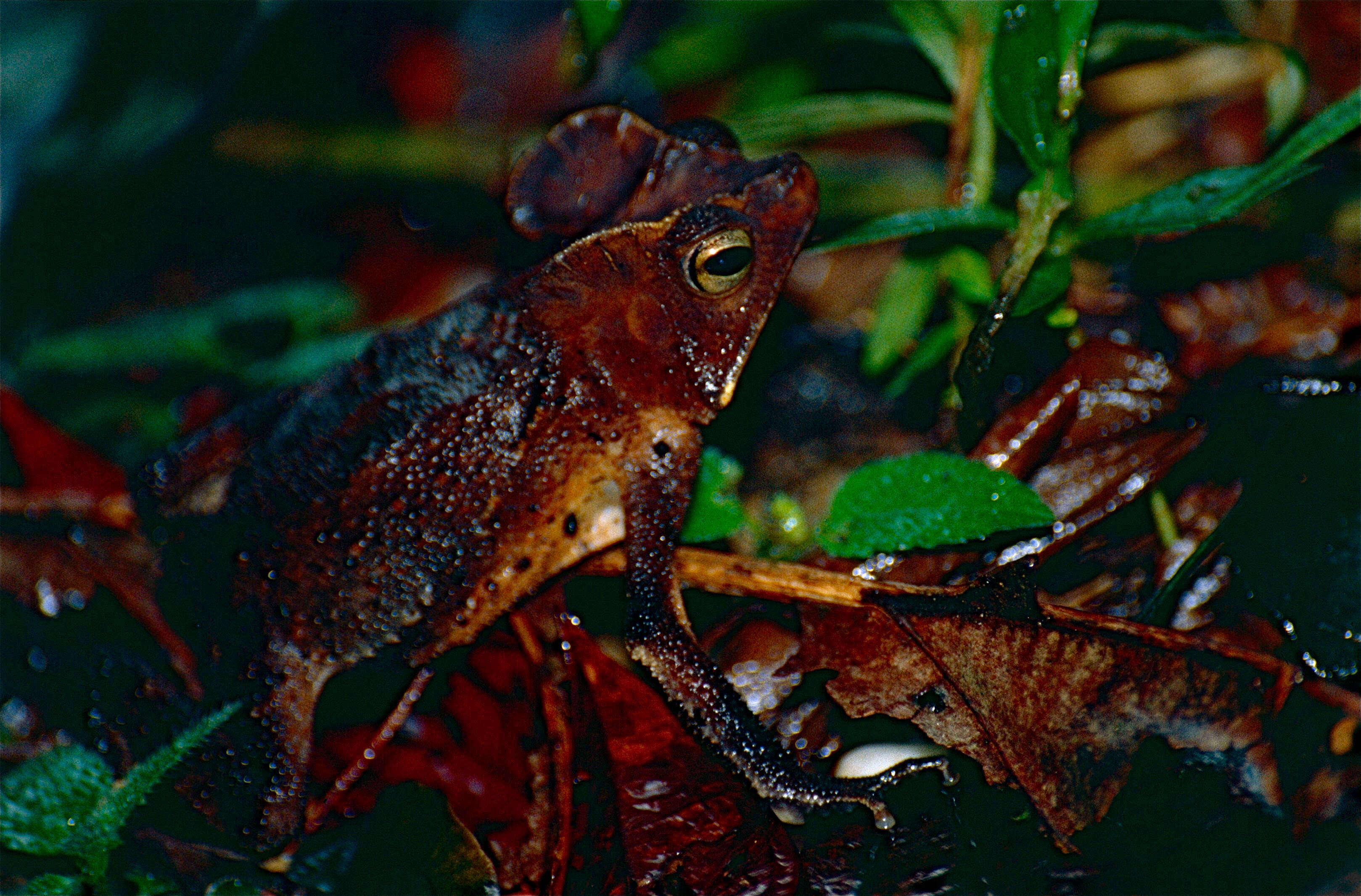 Image of Rhinella margaritifera (Laurenti 1768)