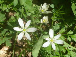 Image of Ornithogalum divergens Boreau