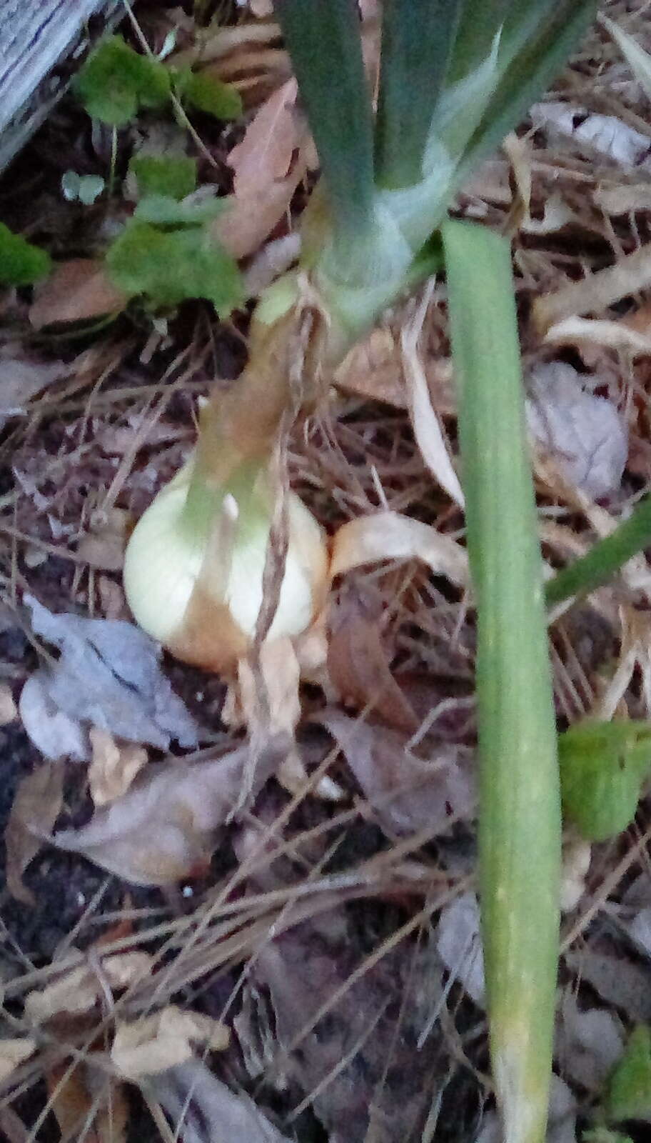 Image of garden onion