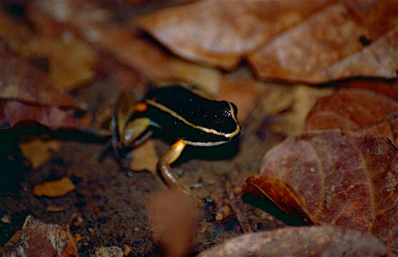 Image of Brilliant-thighed Poison Frog