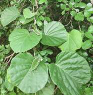 Image of Ipomoea albivenia (Lindl.) Sweet