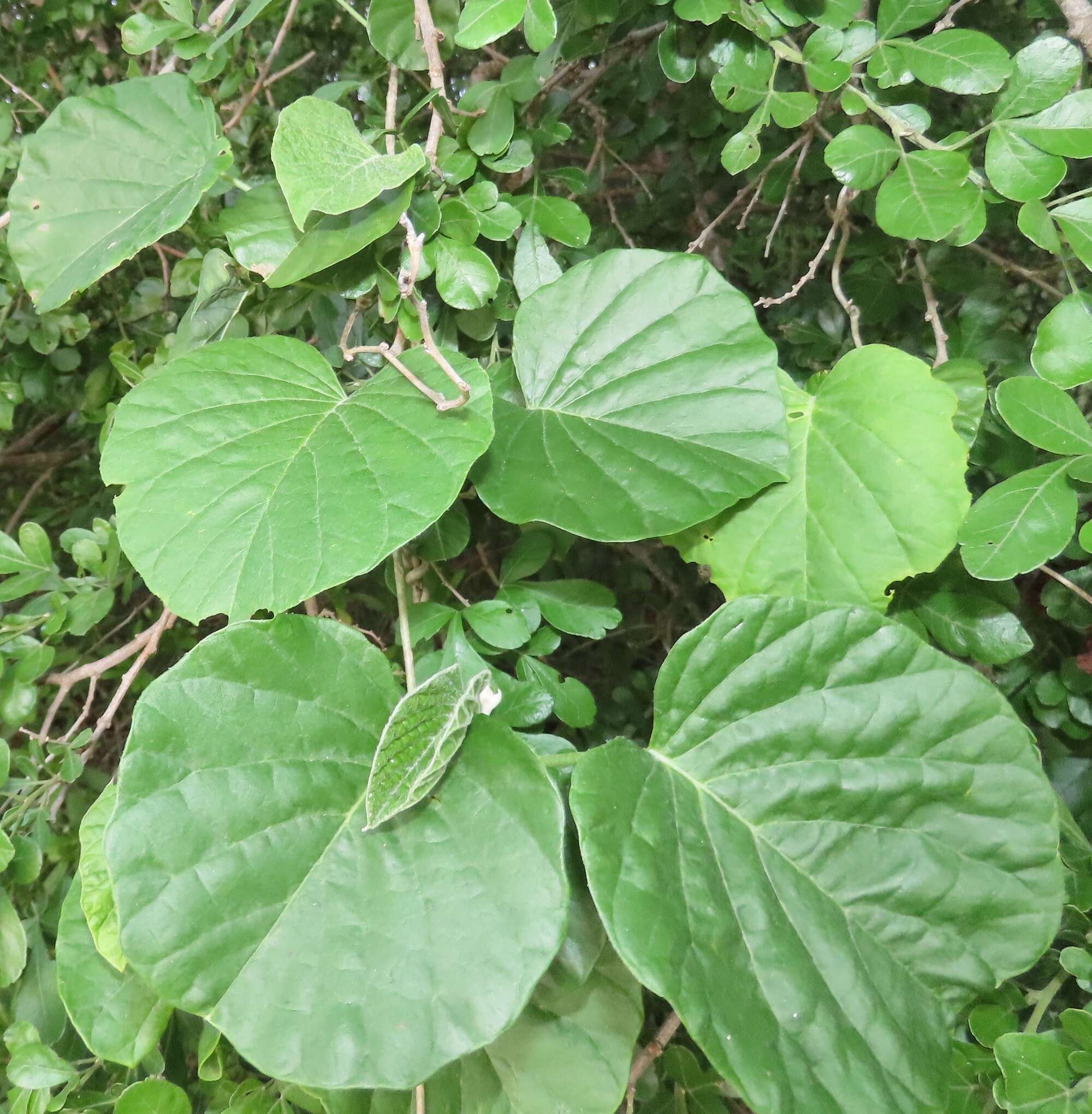 Image of Ipomoea albivenia (Lindl.) Sweet