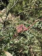 Image of Grevillea acanthifolia A. Cunn.