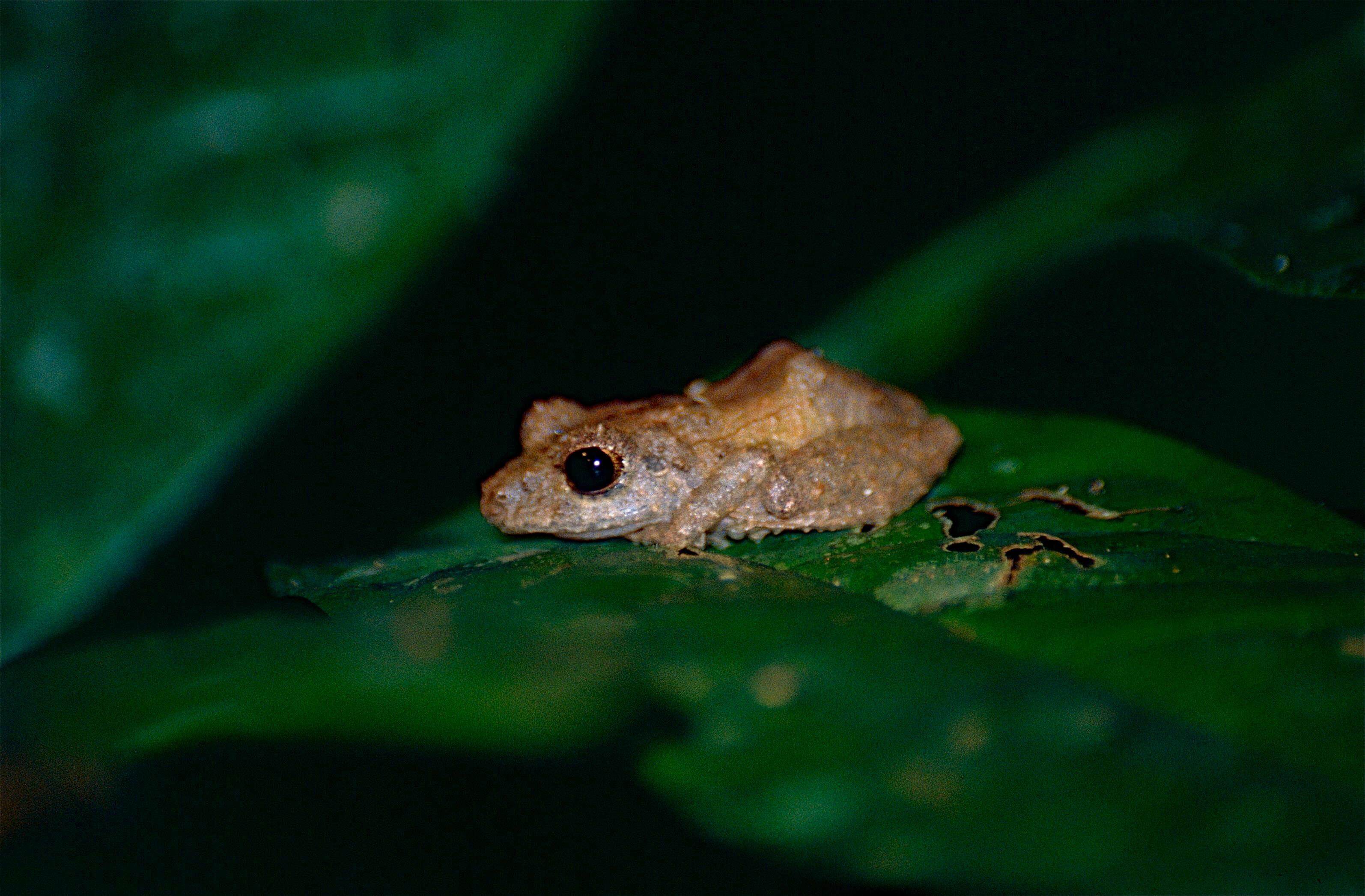 Imagem de Pristimantis inguinalis (Parker 1940)