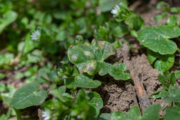 Imagem de Urocystis ficariae (Liro) Moesz 1950