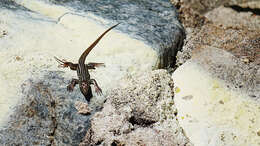 Image of Desert Grassland Whiptail