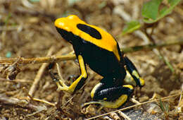 Image of Dyeing Poison Frog