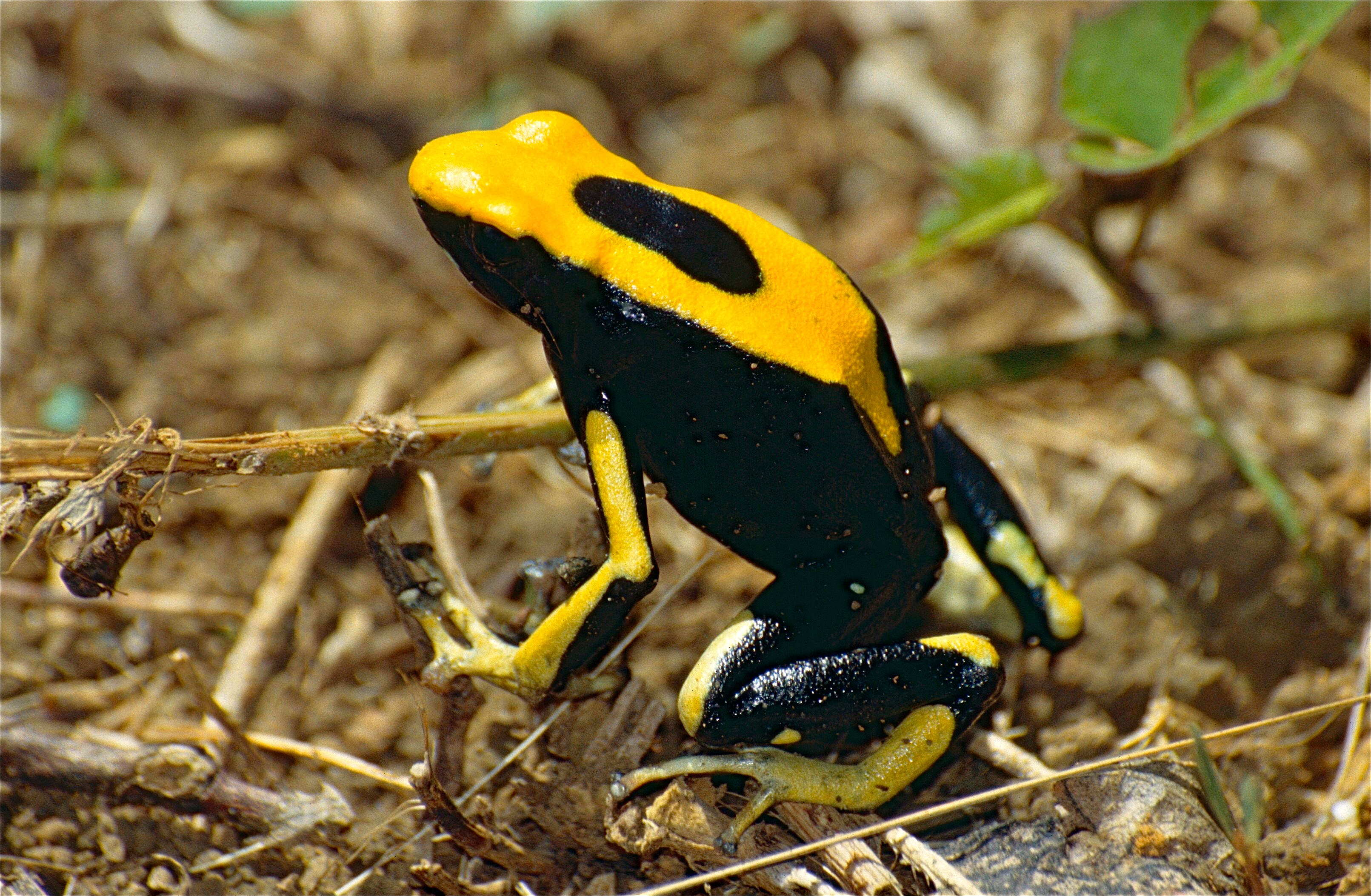 Image of Dyeing Poison Frog