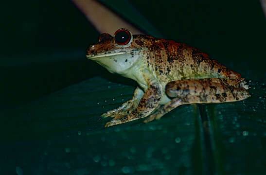 Image of Rusty Treefrog