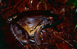 Image of Slender-fingered Bladder Frog