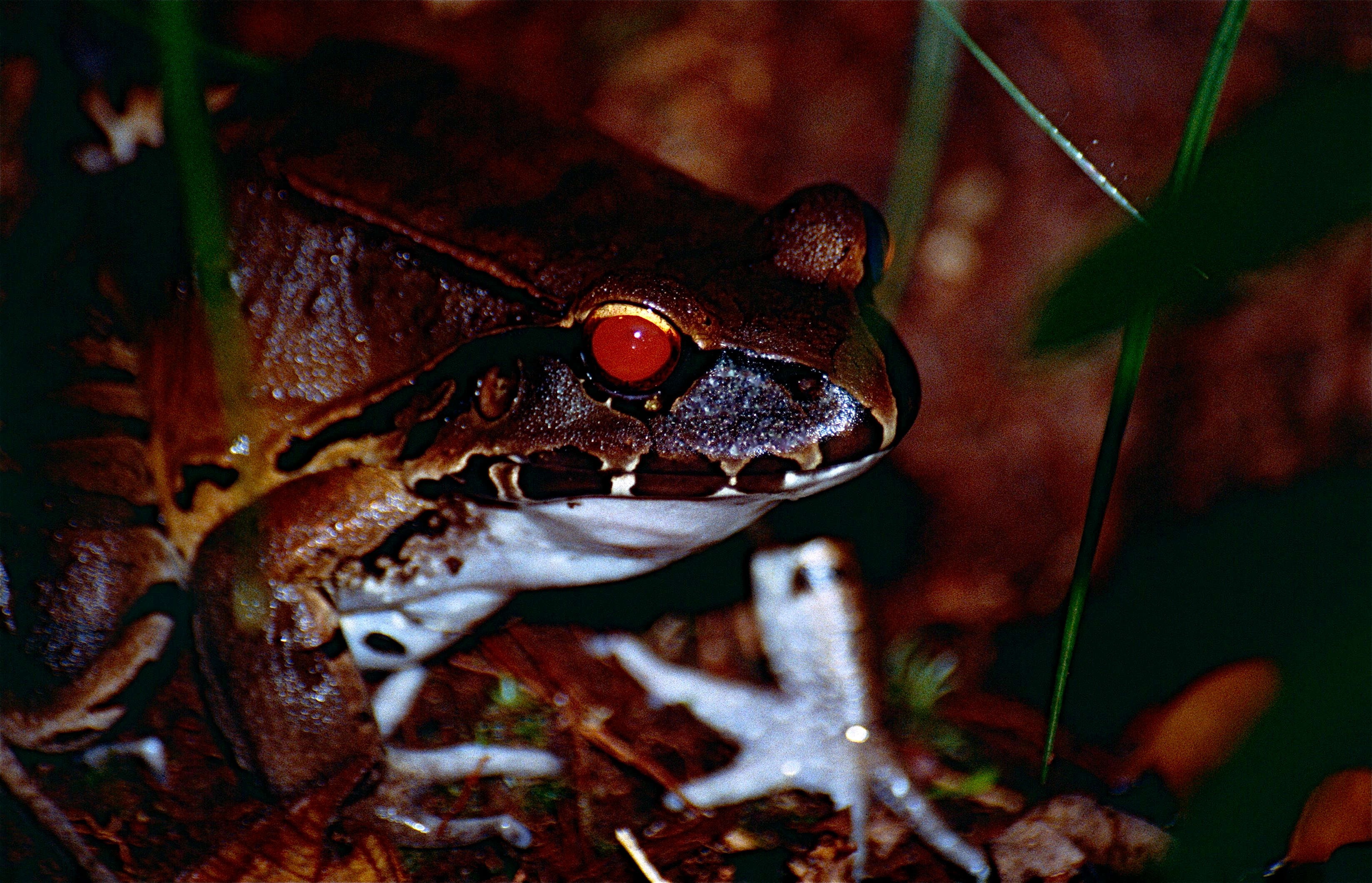 Image of Slender-fingered Bladder Frog