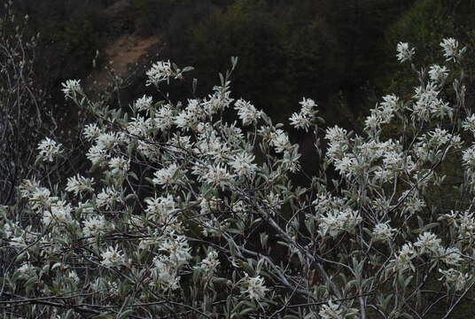 Image of Snowy Mespilus