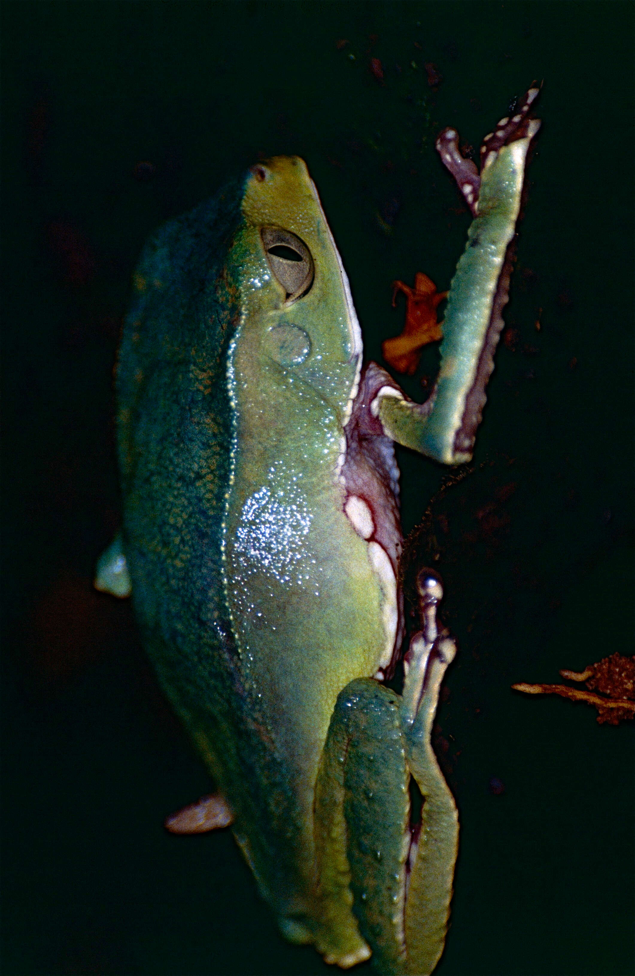 Image of Giant leaf frog