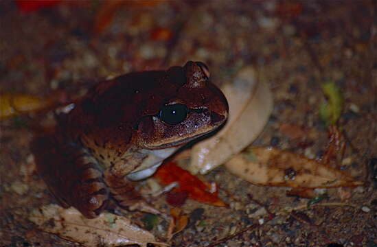 Image of Great Barred River-frog