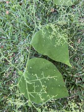 Image of Sicydium gracile Cogn.