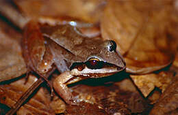 Image of Amazonian White-lipped Frog