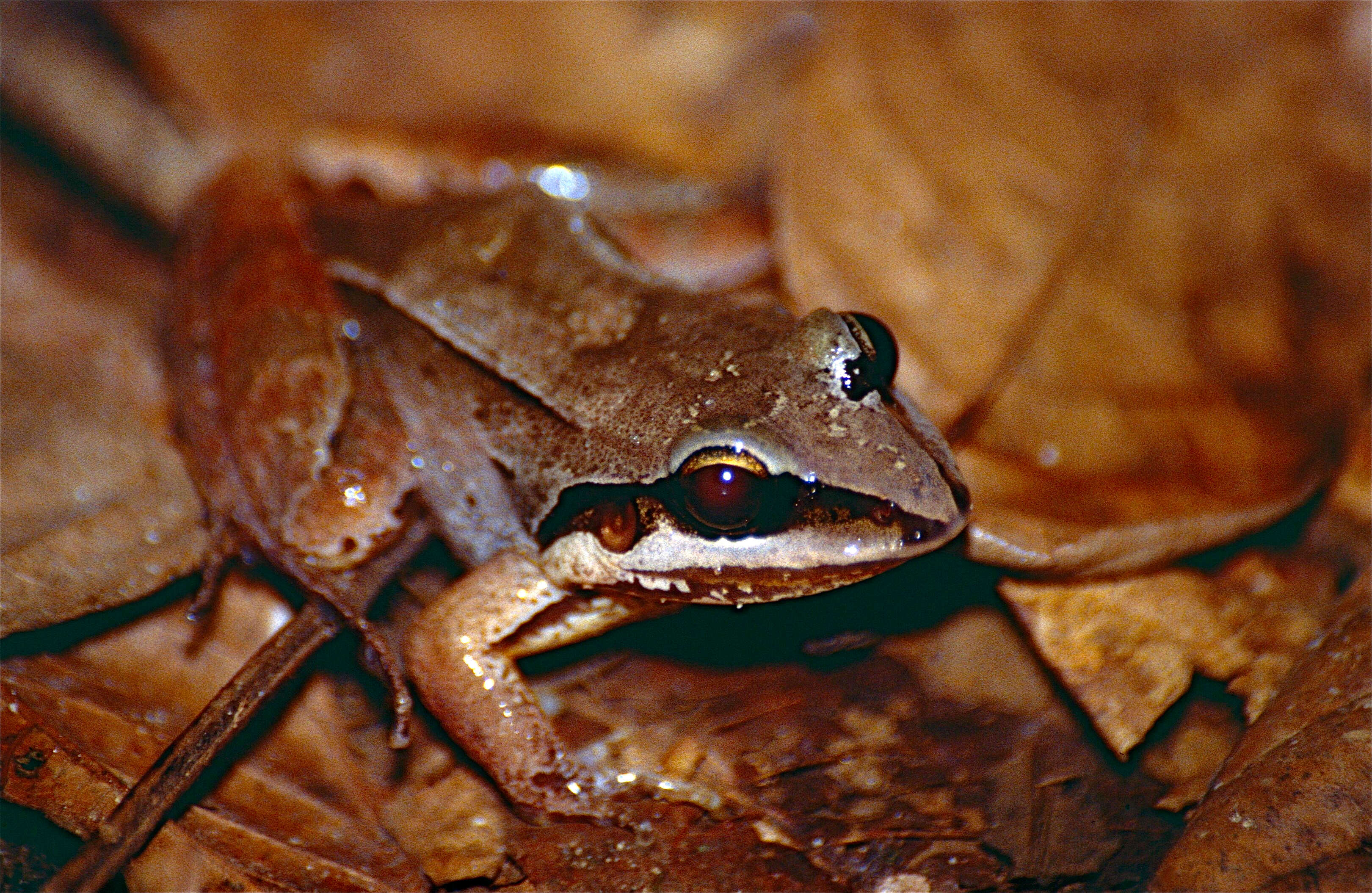 Image of Amazonian White-lipped Frog