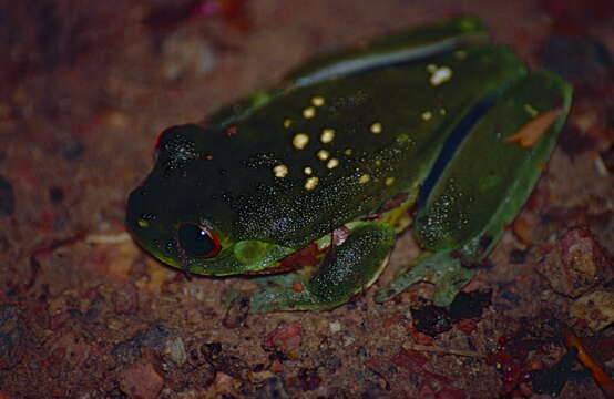 Image of Red-eyed Green Treefrog