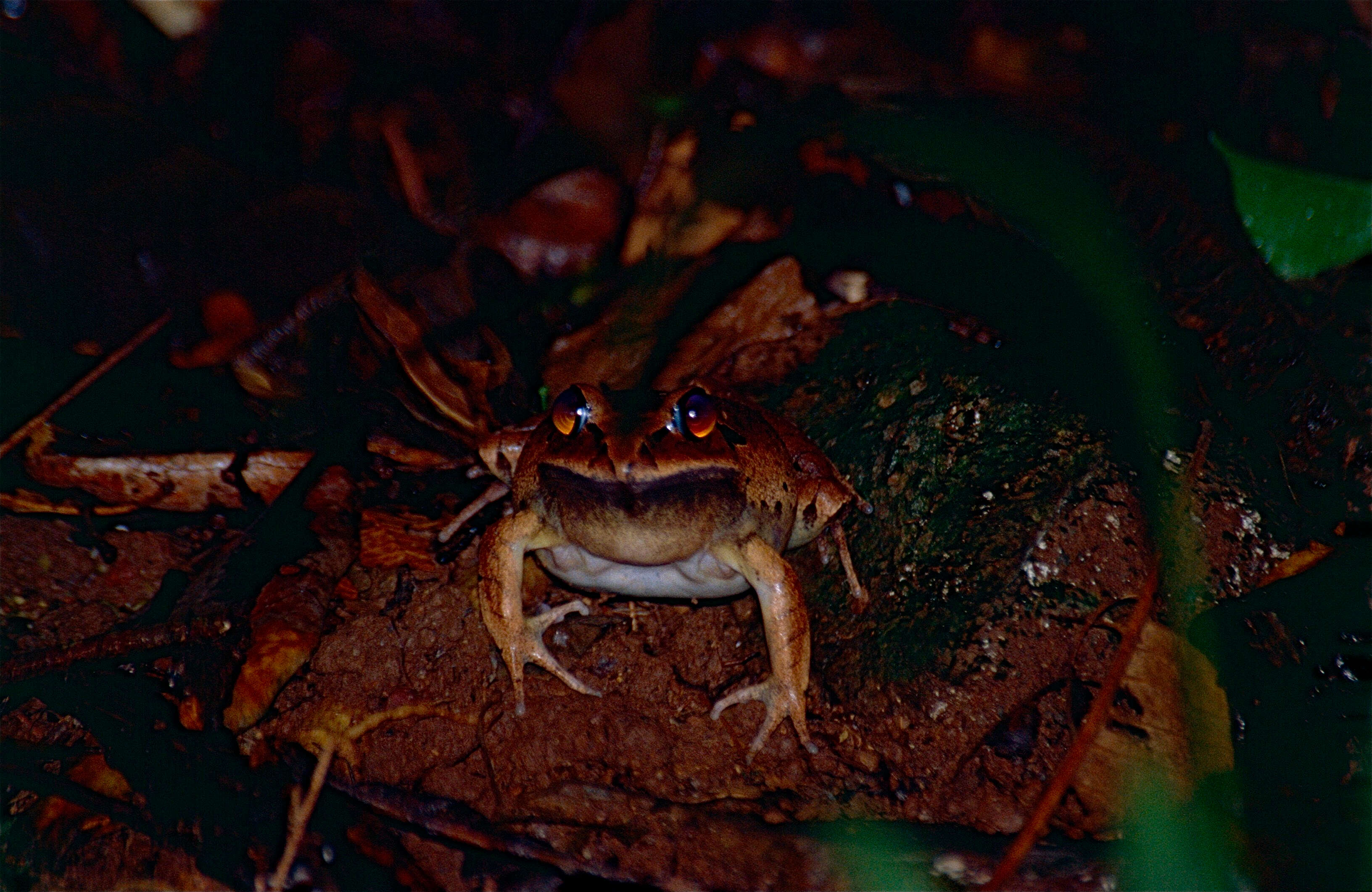 Plancia ëd Mixophyes fasciolatus Günther 1864