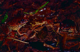 Plancia ëd Mixophyes fasciolatus Günther 1864