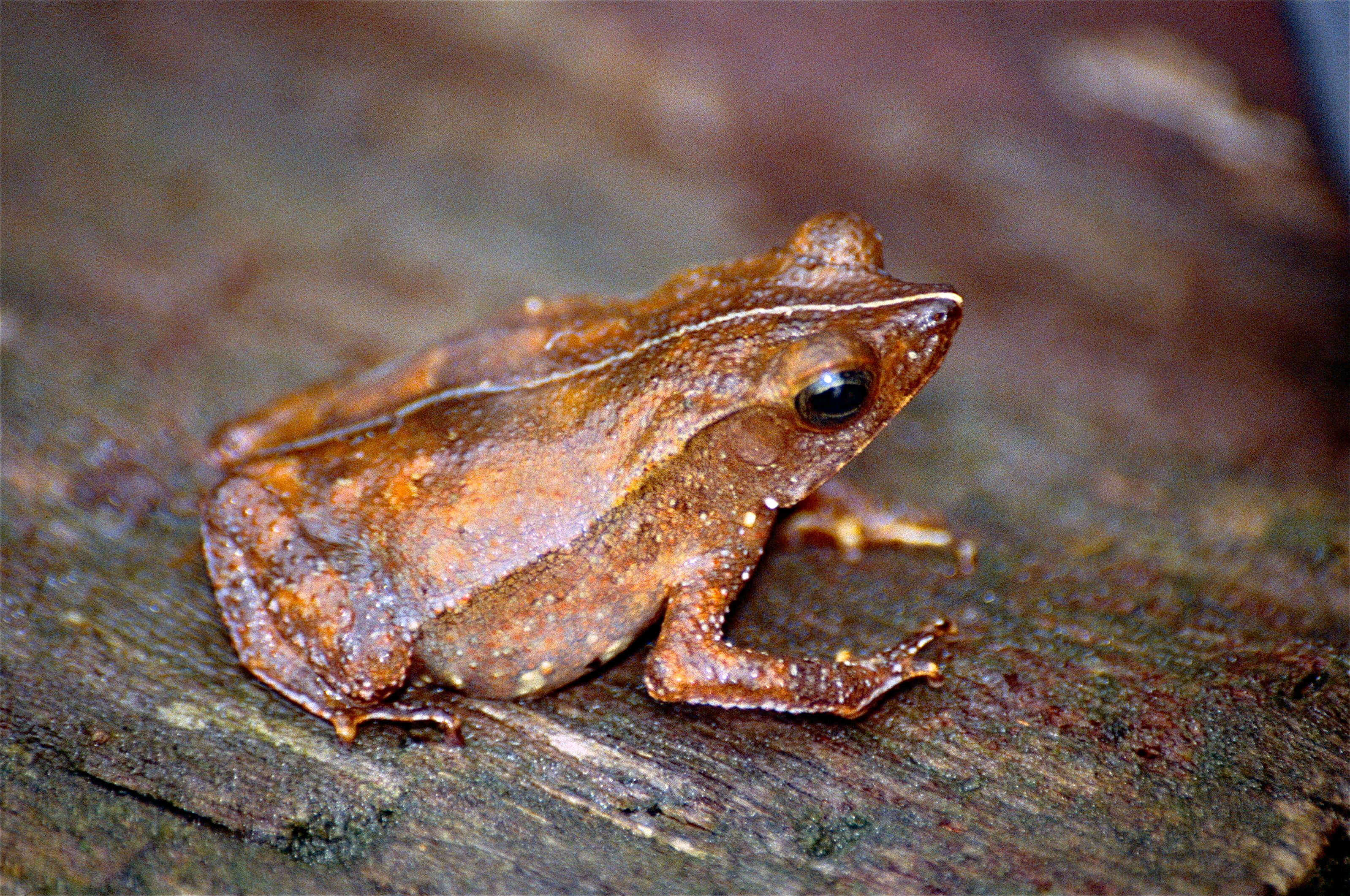 Image of Rhinella margaritifera (Laurenti 1768)