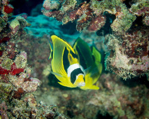 Image of Halfmoon Butterflyfish