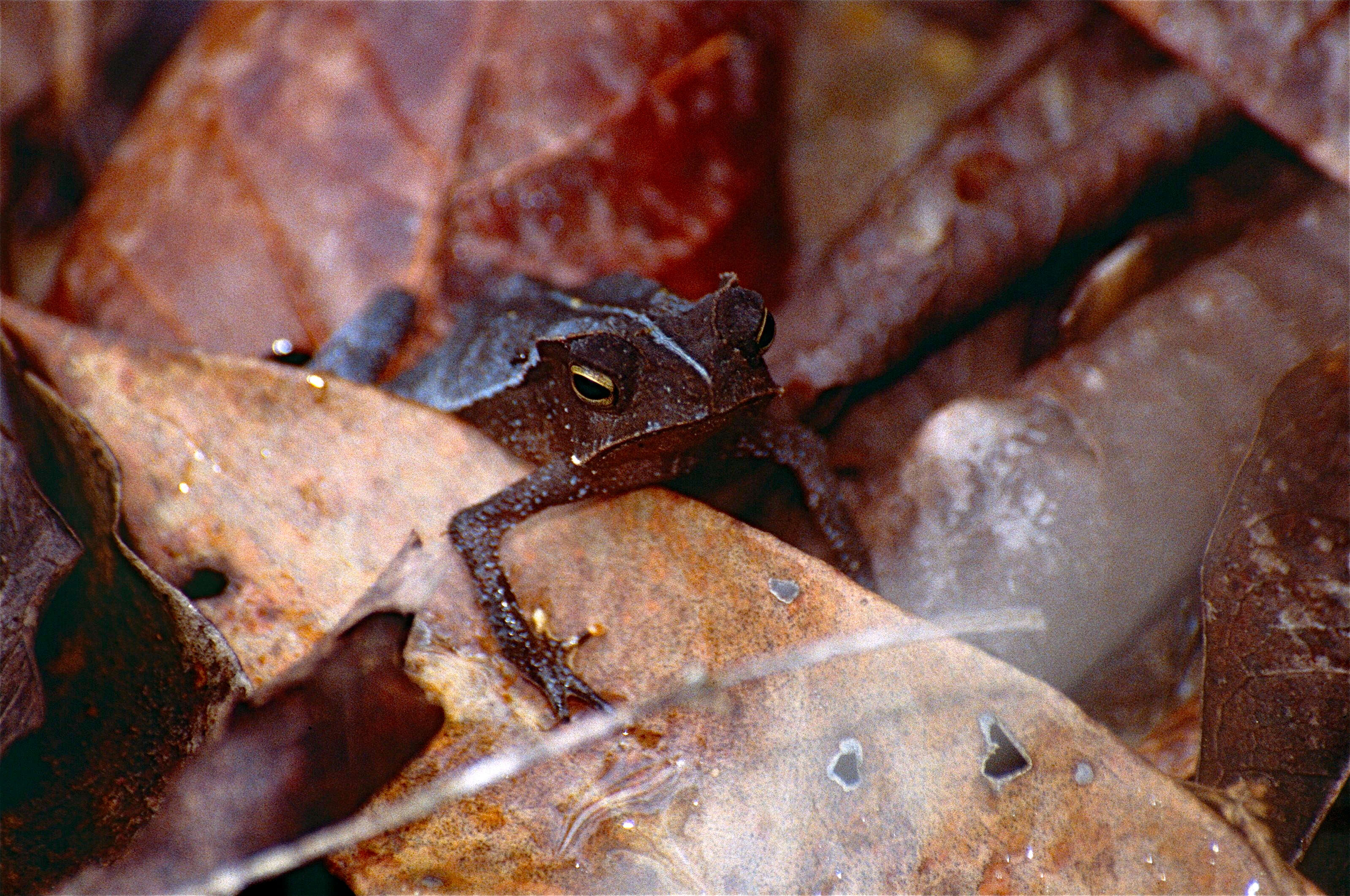 Image of Rhinella margaritifera (Laurenti 1768)