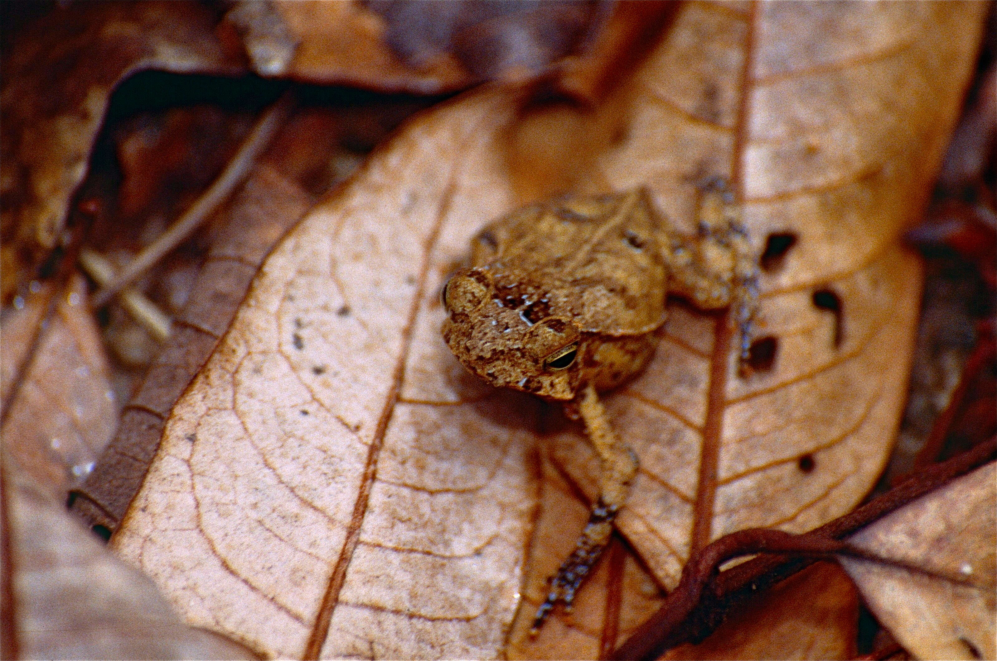 Image of Rhinella margaritifera (Laurenti 1768)