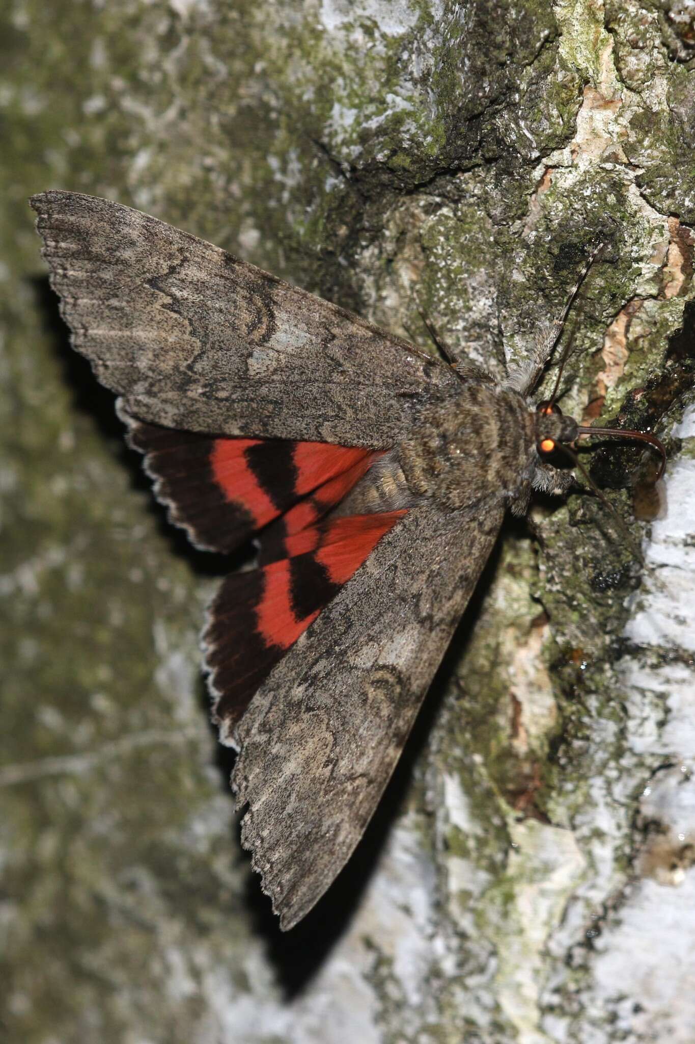 Image of red underwing