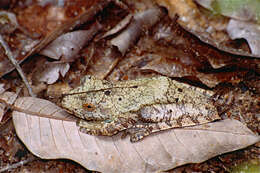 Image of Rusty Treefrog