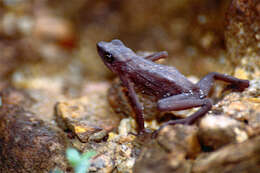 Image of Central Coast Stubfoot Toad